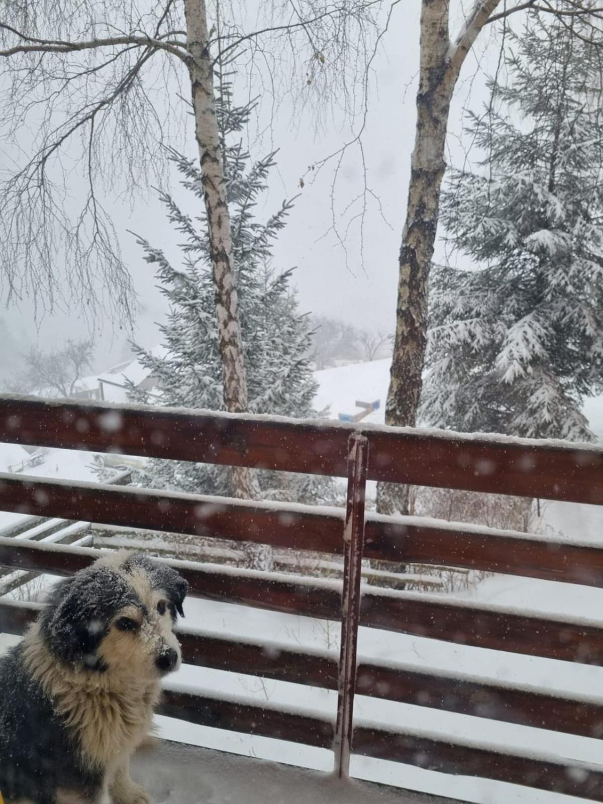 Mosorel Măgura Eksteriør billede